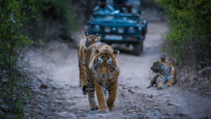 Tadoba tiger safari rates