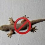 How to Keep Your Home Lizard Free Using 5 Natural Smells They Hate