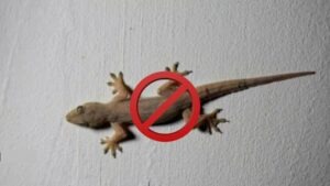 smells lizards hate