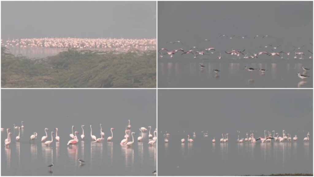 Flamingos Arrive in Sambhar Lake: Rajasthan’s Salt Lake Turns Pink With Thousands of Migratory Birds