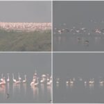 Flamingos Arrive in Sambhar Lake: Rajasthan’s Salt Lake Turns Pink With Thousands of Migratory Birds