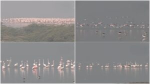 Flamingos Arrive in Sambhar Lake: Rajasthan’s Salt Lake Turns Pink With Thousands of Migratory Birds