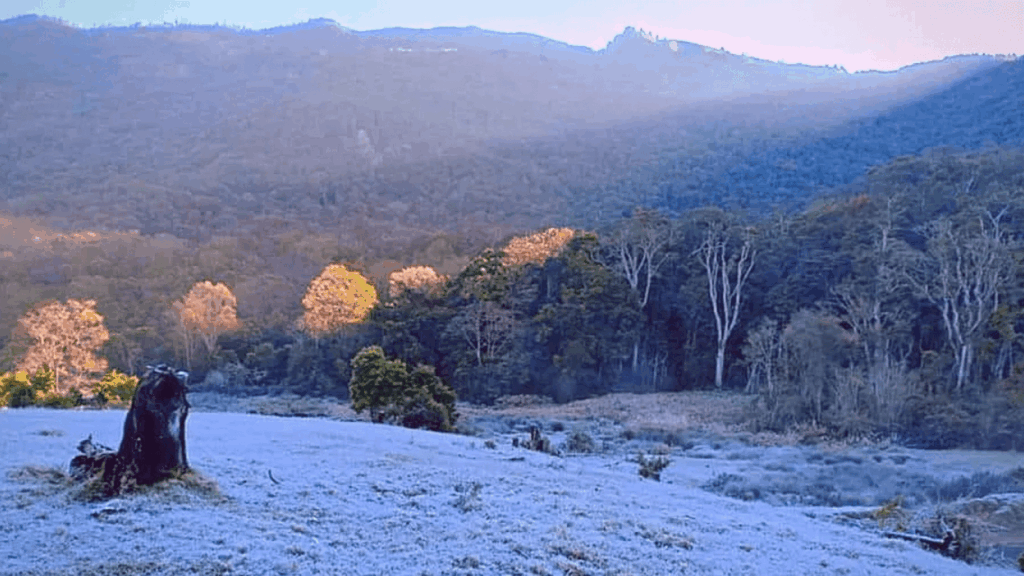 Ground frost in Munnar tea estates during December 2025 cold wave.