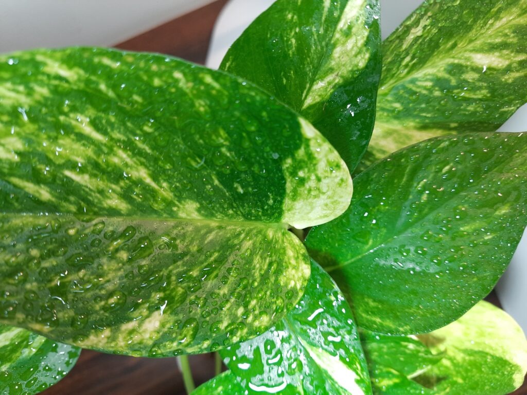 Dark green and broad leaves of a healthy money plant.