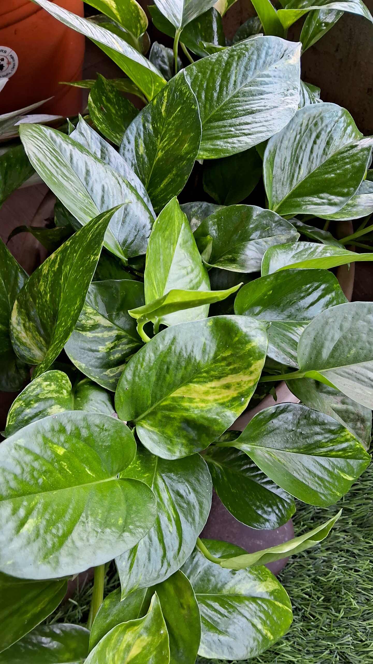 A healthy money plant