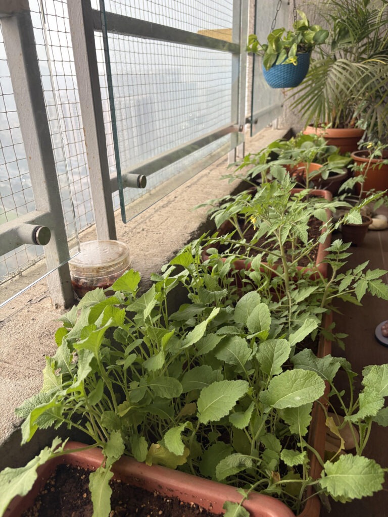 A crop of mustard growing in Balcony Kitchen Garden
