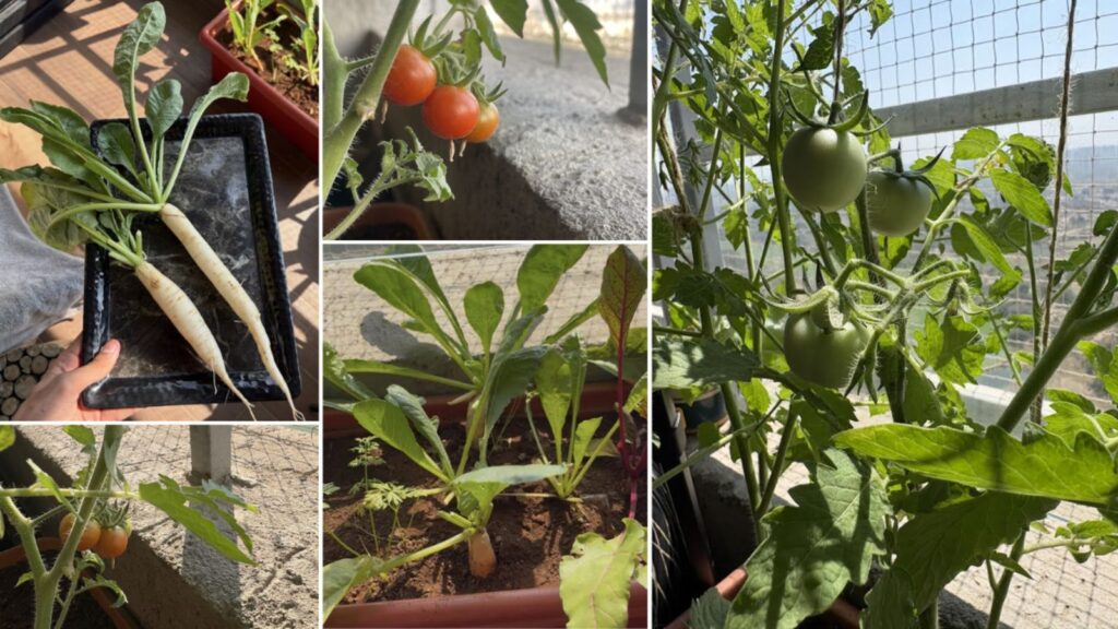 A collage of photos showing vegetables and herbs growing in a Balcony Kitchen Garden.