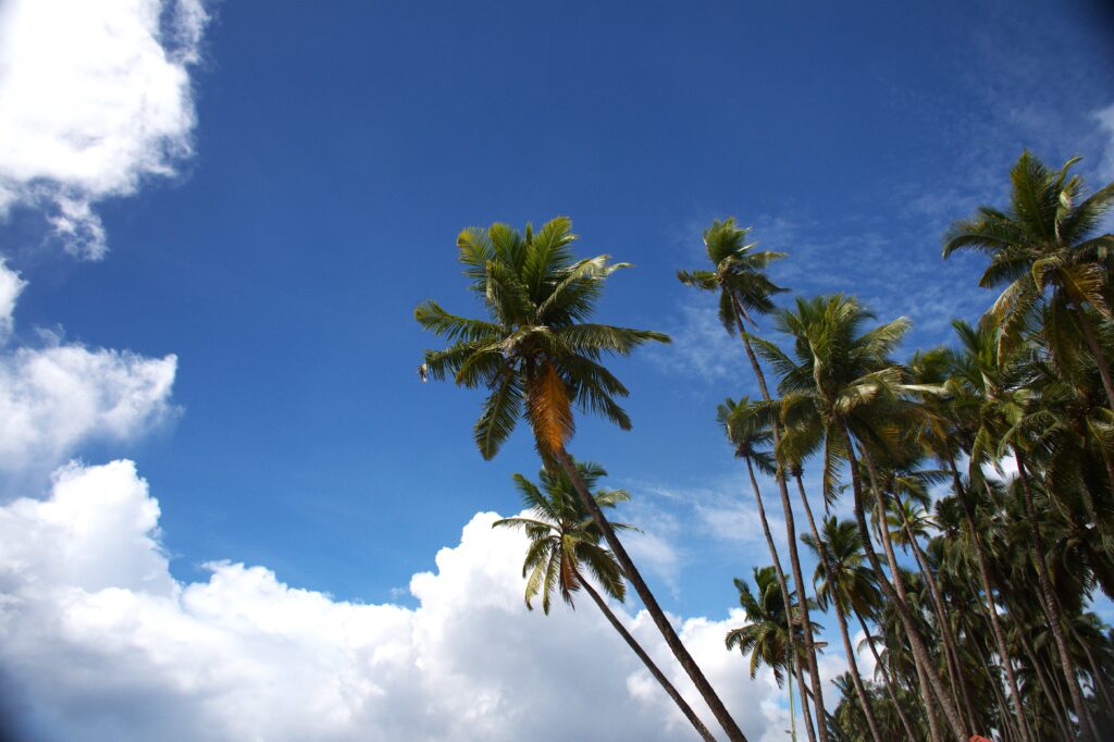 Coconut Palms and Blue Sky in Andamans
