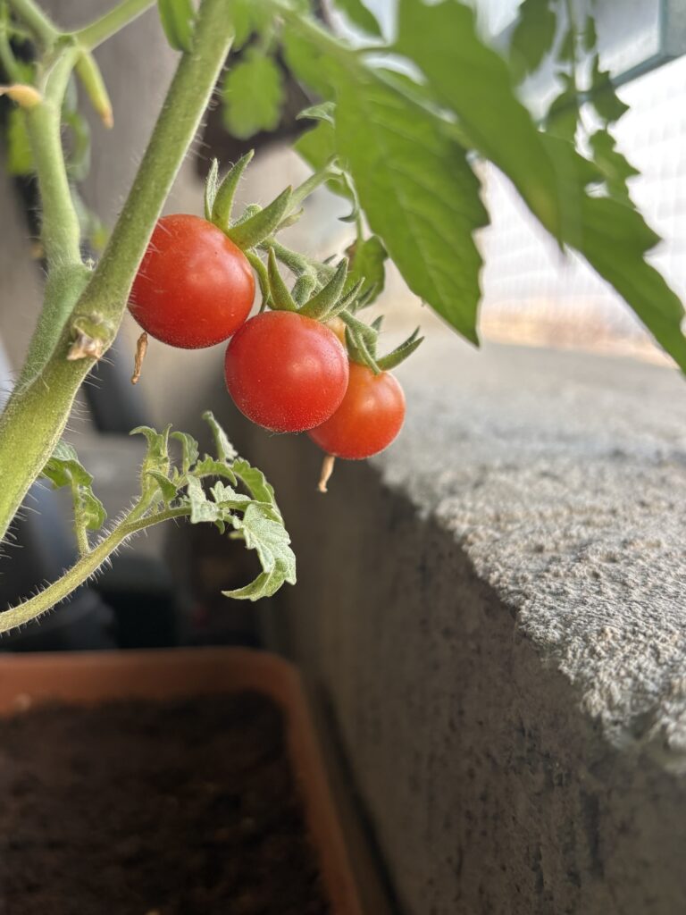 An image of fully-ripened, juicy and red, cherry tomatoes in Balcony Kitchen Garden