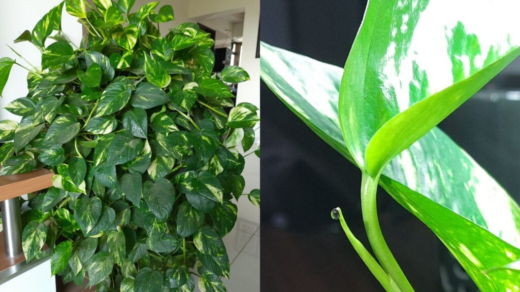 Image of two healthy, bushy and lush green money plants for an article on How to Grow a Money Plant